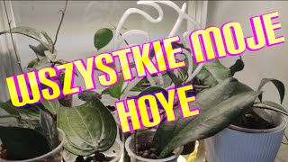 Hoyowy przegląd🌿wszystkie moje hoye [upl. by Nomi]