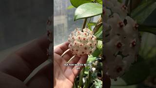 This is the best way to get your Hoyas to bloom 🌸 hoya plants plantcare shorts [upl. by Brockie]