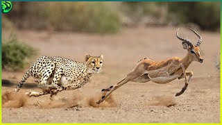 18 Merciless Moments of Cheetahs Hunting Their Prey [upl. by Yesnikcm]