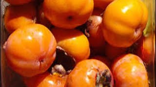 How to grow persimmon tree Fuyu persimmon trees and Honan PersimmonsFuyu Persimmons [upl. by Ursulette]