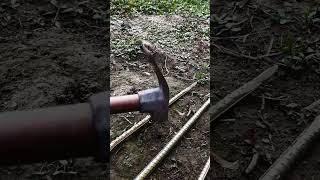 Tie cattle fixed ground stakes goodtools smartwork [upl. by Trubow]