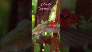 Colorado Hummingbirds flowers hummingbird nature birds garden cinematic hummingbirdfeeders [upl. by Chellman]