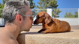 Lola the mini dachshund rides an airplane  Family vacation to AZ ☀️ [upl. by Malley]