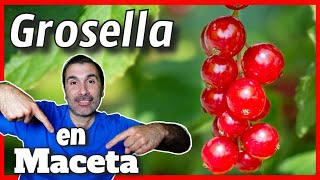 🔴Cultivo de Grosella ROJA  en tu Casa  Macetas✔️ [upl. by Alram138]