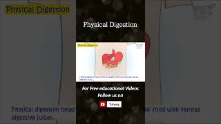 Human Digestive System  Physical Digestion  Process of Digestion  Science [upl. by Ytsenoh]