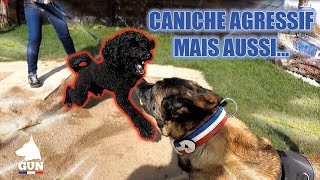 CANICHE AGRESSIF MAIS AUSSI [upl. by Ammann]