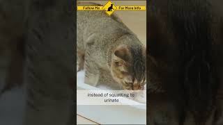 secreted by glands in your cat  stop cat spraying [upl. by Coppock]