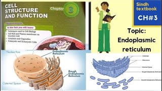 Endoplasmic Reticulum l ER l Types of ER l Vell structure and function l XI biology [upl. by Adon]