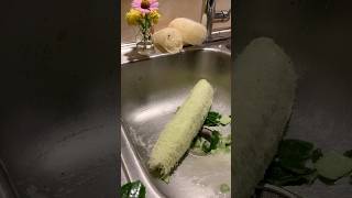 Harvesting LOOFAH sponges amp seeds LUFFA 🧽 [upl. by Lihas921]