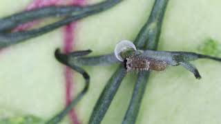 Black Swallowtail Lifecycle  from egg to butterfly [upl. by Rhea]