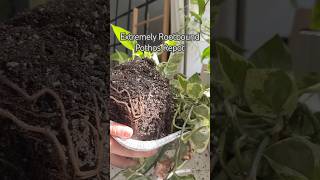 Rootbound Plant shorts propagation indoorplants garden houseplants plants plantcare diy [upl. by Krystyna926]