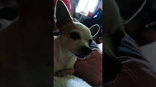 chihuahua plumette fait une trend [upl. by Asined]