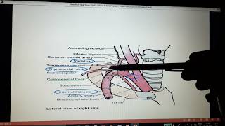 Thyrocervical trunk [upl. by Schalles907]