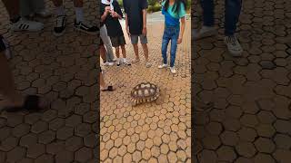 Ang cute ng tortoise sa may malolos capitoltortoise [upl. by Reeve]