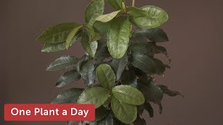 Ardisia crenata Coral berry Houseplant Care — 197 of 365 [upl. by Eleonore761]