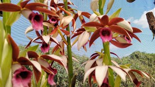 Orquídea Terrestre CAPUZ DE FREIRA  PHAIUS TANKERVILLEAE  AULA de como cultivar [upl. by Llennaj182]