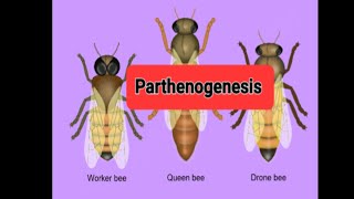 Parthenogenesis Parthenogenesis in honey beesReproduction without malefemale union [upl. by Kamillah856]