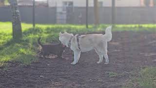 Husky avec un Teckel à poil long [upl. by Worlock]