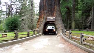 Drive Thru giant Redwood Tree video Leggett CA reviews california parks [upl. by Aden947]