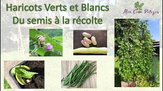 Haricots Verts et Blancs du semis à la récolte [upl. by Love424]