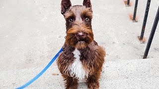 Miniature Schnauzer Puppy Obedience Training  Tagg Graduation [upl. by Diba908]