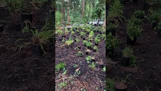 How landscapers volunteer planting natives landscaper shrubs trees nativeplants [upl. by Aluino]