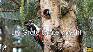 De Grote bonte specht [upl. by Marquet]