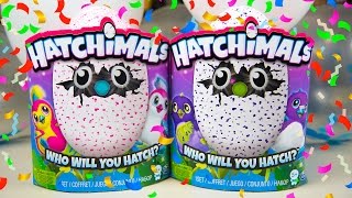 Hatchimals Unboxing Birthday Party Toys for Girls Surprise Eggs Toy Hatchy Birthday Kinder Playtime [upl. by Atinauj]