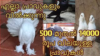 പ്രാവുകളെ എല്ലാത്തിനെയും വിൽക്കുന്നു pigeon sale postclearance sale [upl. by Upali]