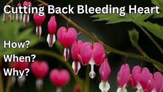 How To Cut Back Bleeding Heart [upl. by Milt]