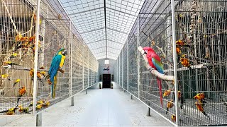 Macaw Chicks Hatching Room  Artificial Incubation  Macaw Farming  Macaw Breeding Farm In Lahore [upl. by Ahsiak]