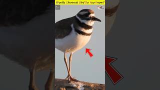 This is why worlds clever bird is going viral video  Kill deer bird shorts trendingshorts facts [upl. by Aissej715]