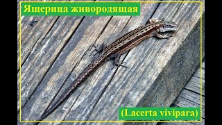 Ребятаящерята и их родители Ящерица живородящая Lacerta vivipara [upl. by Jasmine]