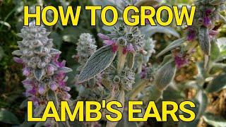 How to grow Lambs Ears Stachys Byzantina [upl. by Zanahs]