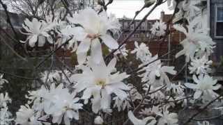 Royal Star Magnolia Flowers HD [upl. by Dionne]