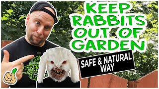 Keep Rabbits Out Of The Garden 7 Tips [upl. by Eanahs]