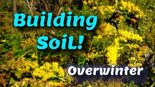 Building Soil for FREE over winter [upl. by Ayna]