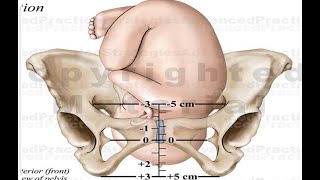 Pelvis Part 1 Lecture 1 [upl. by Bannister361]