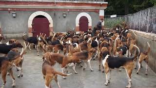 100 Crazy Dogs at Château de Cheverny France [upl. by Aisanat]