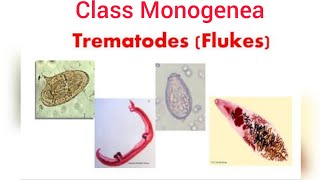 Phylum Platyhelminthes  Class Monogenea  Class Trematoda [upl. by Enedan]