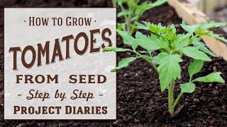 ★ How to Grow Tomatoes from Seed A Complete Step by Step Guide [upl. by Atiruam674]