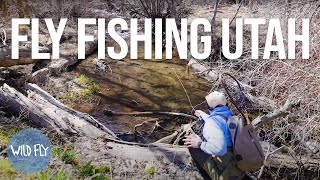 Small Stream Dry Fly Fishing Utah [upl. by Tann476]