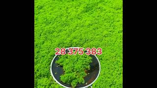 azolla اكسبلور مشروع farming أزولا ترند أغنام landscape مربيالحماموالدجاج agriculture [upl. by Notned]