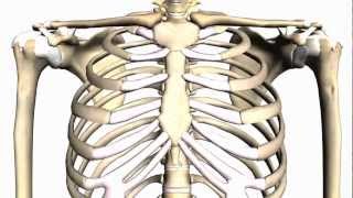 General Skeleton Basic Tutorial  Anatomy Tutorial [upl. by Collbaith501]