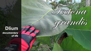 Teak Tectona grandis  part 1 [upl. by Koal235]