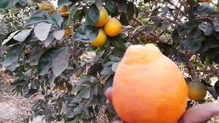 Regardez le Tangélo minneola au Sénégal [upl. by Royce]