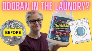 Testing Odoban To See If It Can Remove Bacteria From Laundry  Tested with Petri Dishes [upl. by Rizzi638]