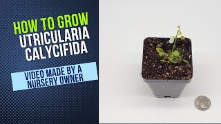 How to Grow and Propagate Utricularia Calycafida Carnivorous Plant Grow Guide [upl. by Idnahr]