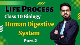 Life Process Class 10 Science Biology  Human Digestive System  Part2 [upl. by Pampuch]