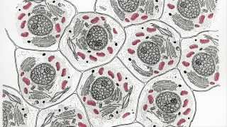 Mitochondria Chloroplasts and the Endosymbiotic Theory [upl. by Delcina]